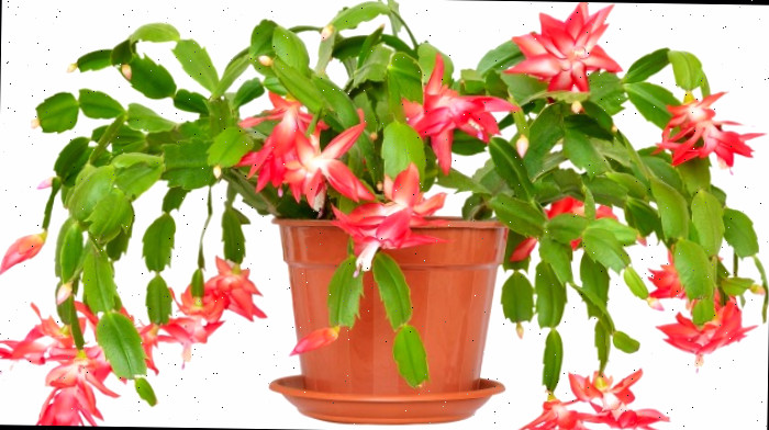 Cacto de Ação de Graças em um vaso Cacto de Ação de Graças em flor em um vaso laranja com um prato embaixo.