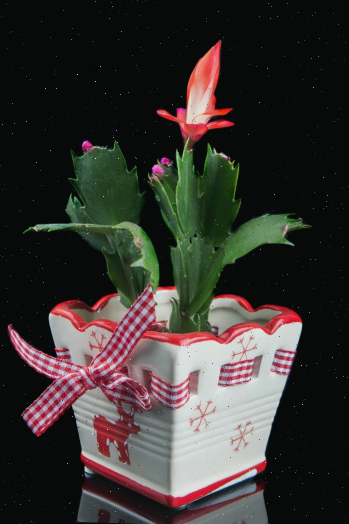 Cacto de Ação de Graças em um vaso presenteado com laço xadrez vermelho. Cacto de Ação de Graças em um vaso com flocos de neve e um laço vermelho xadrez junto a flores vermelhas.