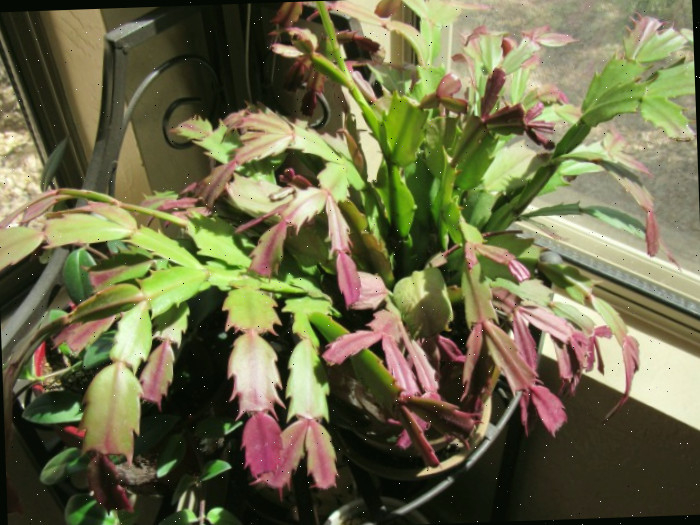 Cacto de Ação de Graças em uma janela ensolarada. Cacto de Ação de Graças em um vaso em uma janela ensolarada com folhas começando a ficar vermelhas.