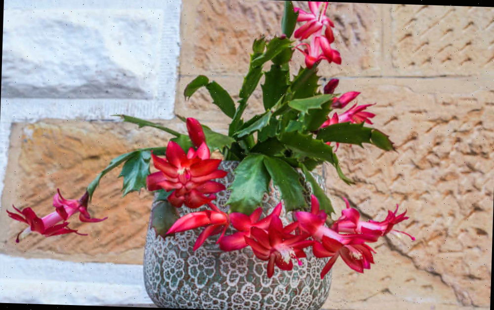 Planta de cacto de Ação de Graças em um vaso cinza.