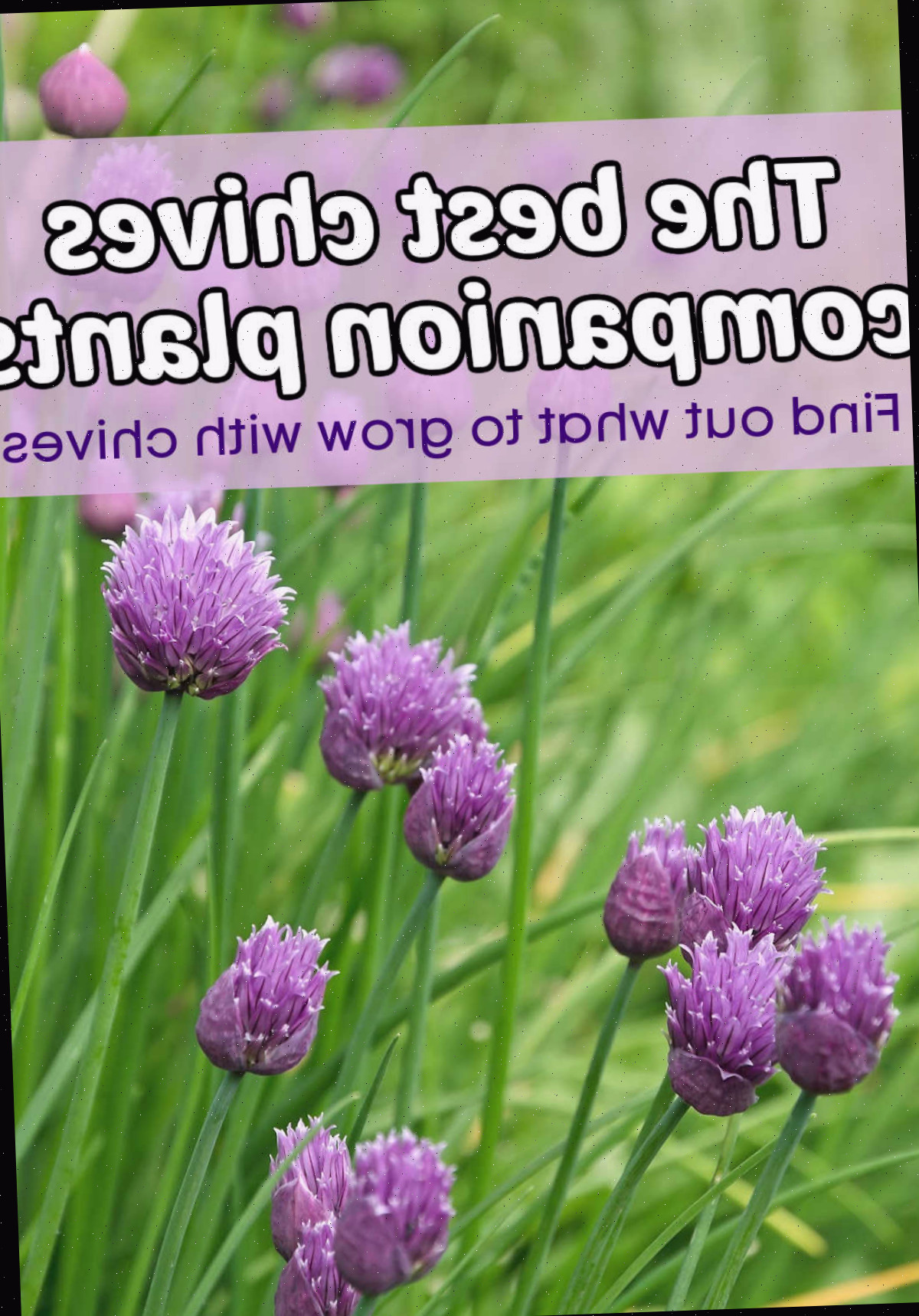 Uma imagem de cebolinha em flor em um campo. A caixa de texto roxa diz As melhores plantas companheiras da cebolinha - descubra o que cultivar com cebolinha.