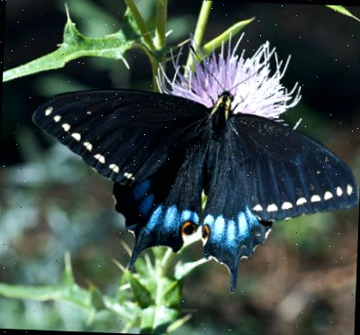 Borboleta-rabo-de-andorinha do Grand Canyon se alimentando de uma flor de cardo.