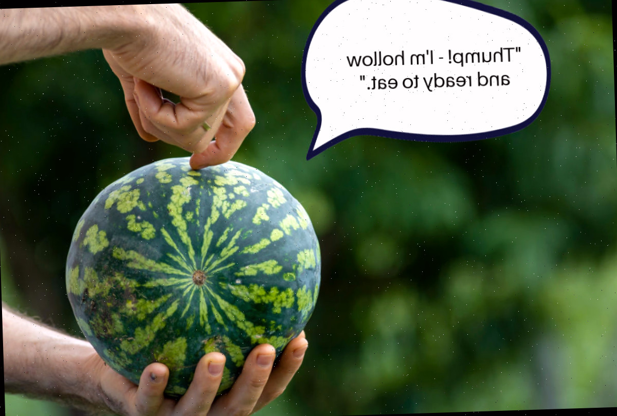 O teste do toque Um homem segurando uma melancia, batendo na fruta. Um balão de fala diz Tum! Estou oca e pronta para comer.