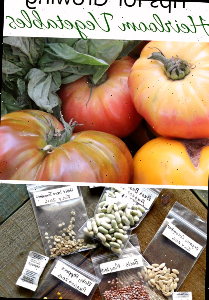 Os vegetais heirloom geralmente são bastante adaptados ao ambiente e permanecem fiéis à planta-mãe. Descubra mais sobre eles e receba dicas para cultivar sementes heirloom. thegardeningcook.com #ecofarmsonline #patrocinado abóboras e tomates com pacotes de sementes heirloom e texto dizendo Dicas para Cultivar Vegetais Heirloom.