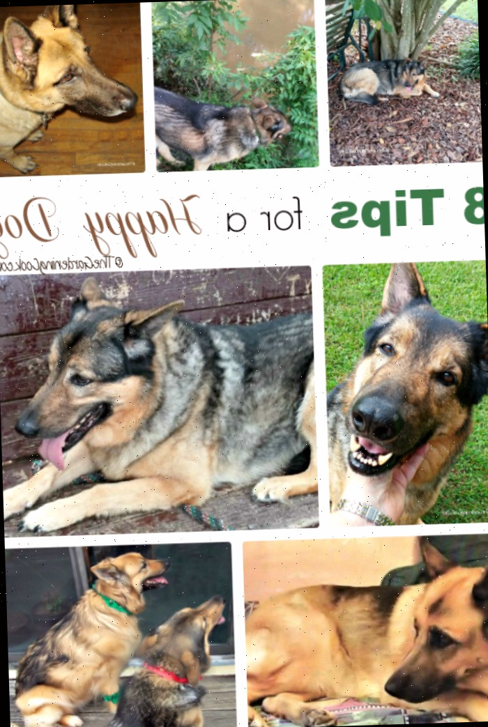 Colagem com imagens de cachorros pastores alemães e palavras dizendo 8 Dicas para um Cão Feliz.