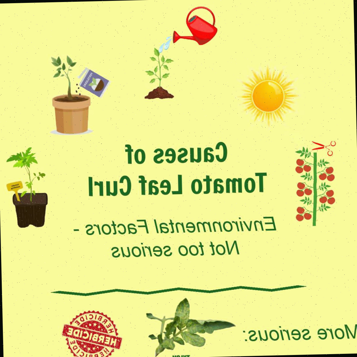 Quais são as causas do enrolamento das folhas de tomate? Gráfico mostrando as razões para as folhas de tomate enrolarem, incluindo muita poda, luz solar excessiva, rega e fertilização inadequadas.