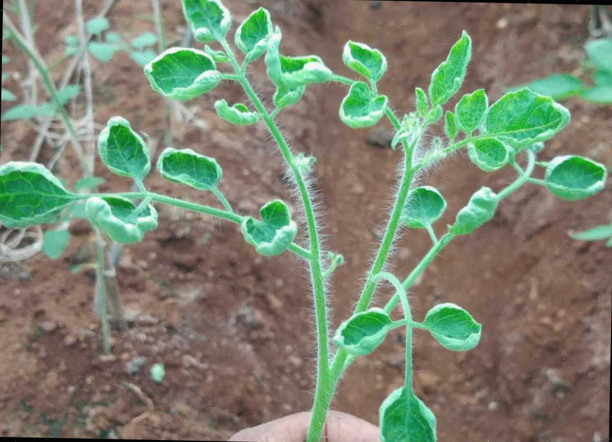 Mão segurando uma planta de tomate com folhas enroladas.
