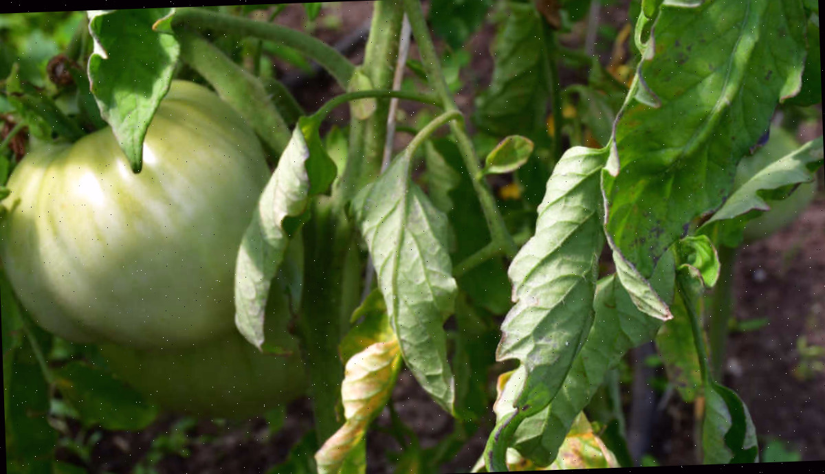 Excesso de umidade faz com que as folhas de tomate se voltem para baixo. As folhas de tomate se enrolando para baixo devido ao excesso de umidade.