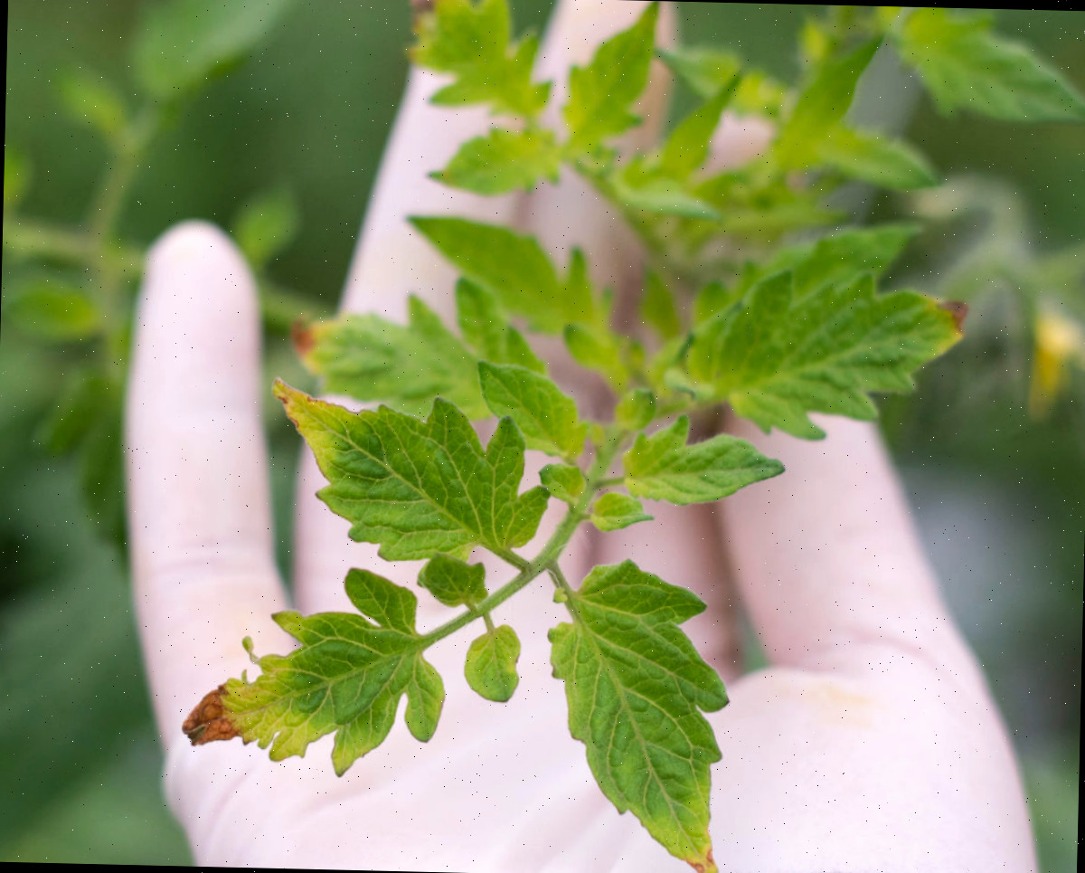Mão segurando folhas com sinais de queimadura por fertilizante em tomateiro.