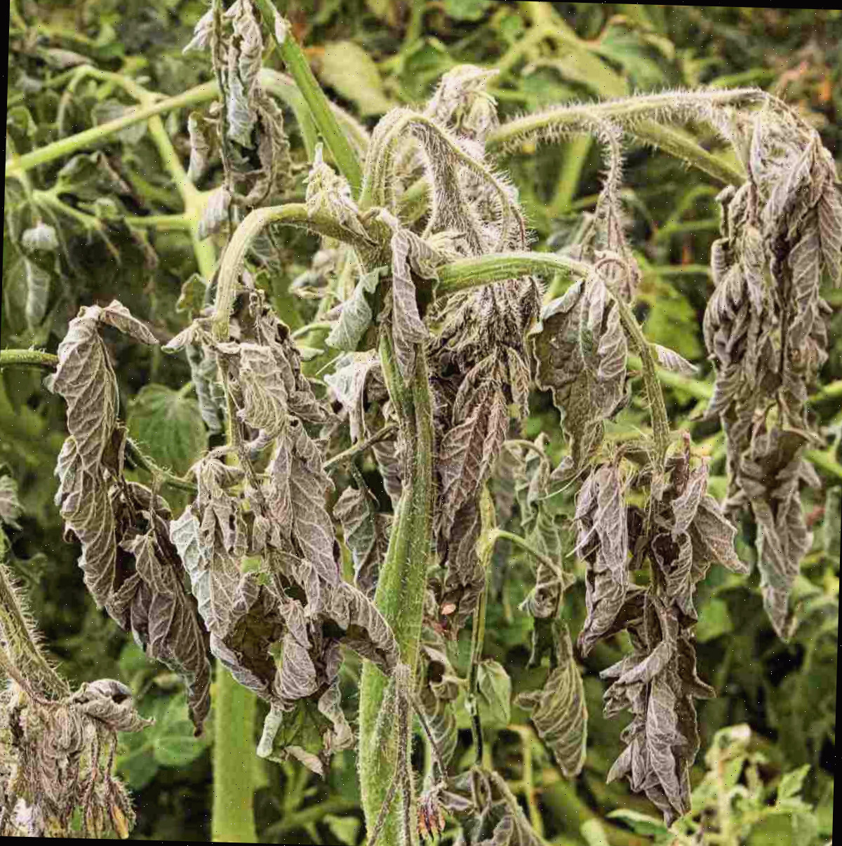 dano de geada em tomateiros Folhas amareladas em plantas de tomate após danos de geada.