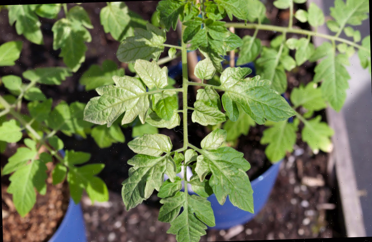 Plantas de tomate em vasos apresentando sinais de queimadura solar devido a calor intenso e luz solar forte.