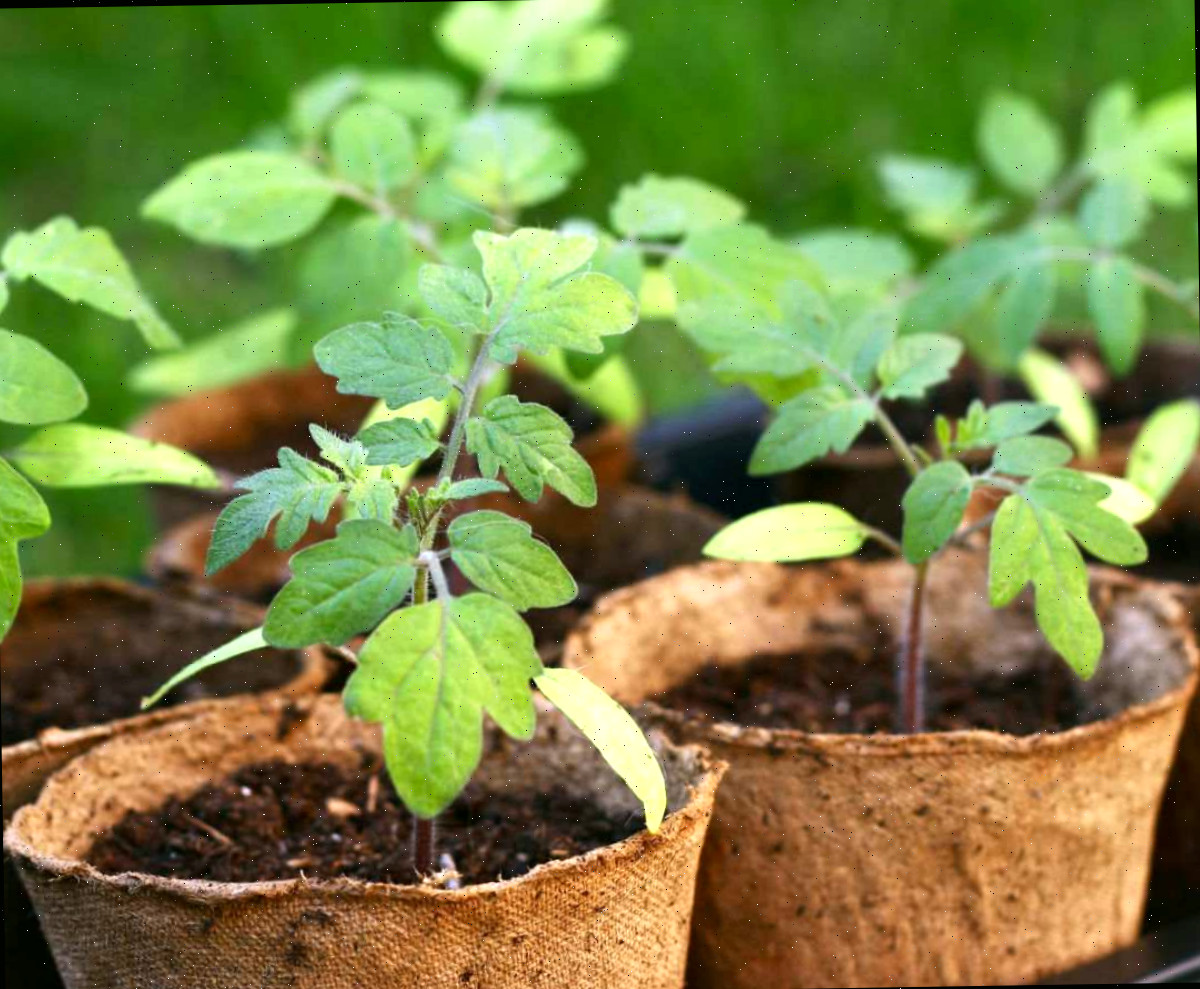 Mudas de tomate novas com folhas inferiores douradas Folhas douradas em mudas de tomate.