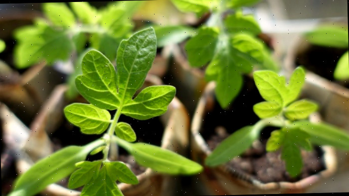 Inicie mudas de tomate em ambiente interno para uma colheita antecipada no próximo ano.