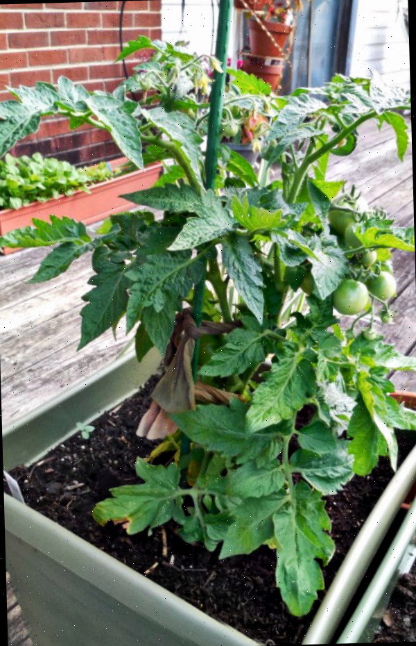 Tomates se desenvolvendo em um vaso com uma estaca alta e meias de náilon para amarrá-los.