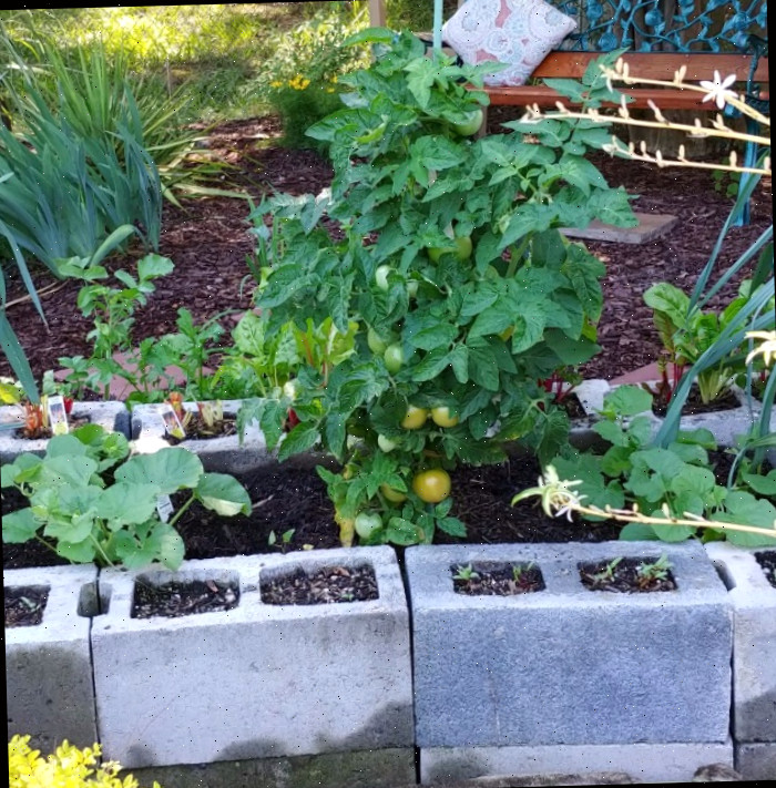 Planta indeterminada e de melão em um canteiro de blocos de concreto Tomates indeterminados e melões plantados em uma cama de jardim de blocos de concreto.