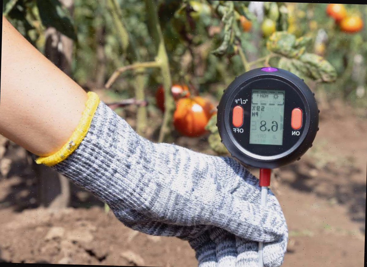testando o pH do solo Mão segurando um medidor de pH do solo próximo a algumas plantas de tomate.