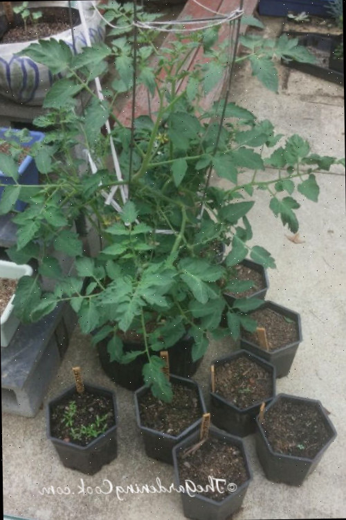 Recipientes econômicos funcionam bem. Plantas de tomate crescendo em recipientes plásticos de 5 galões em um pátio.