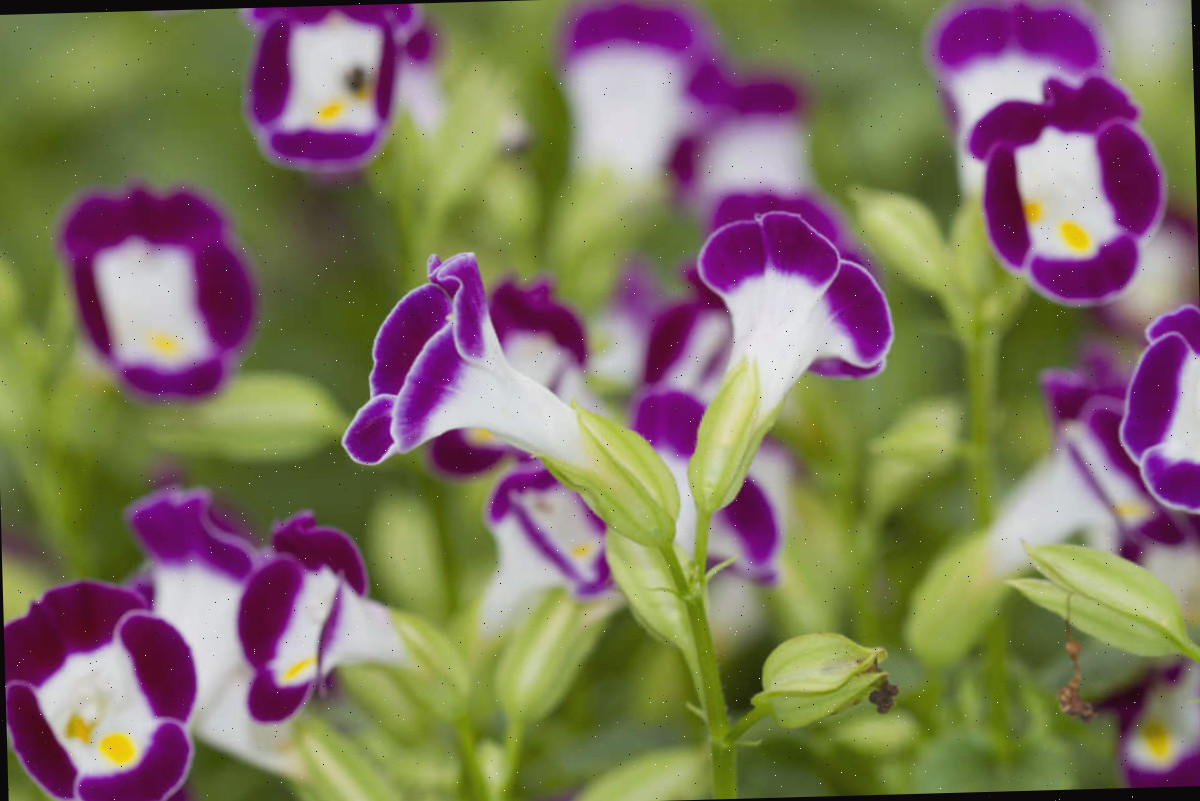 Torenia não precisa de deadheading As flores em forma de osso da sorte da torenia.