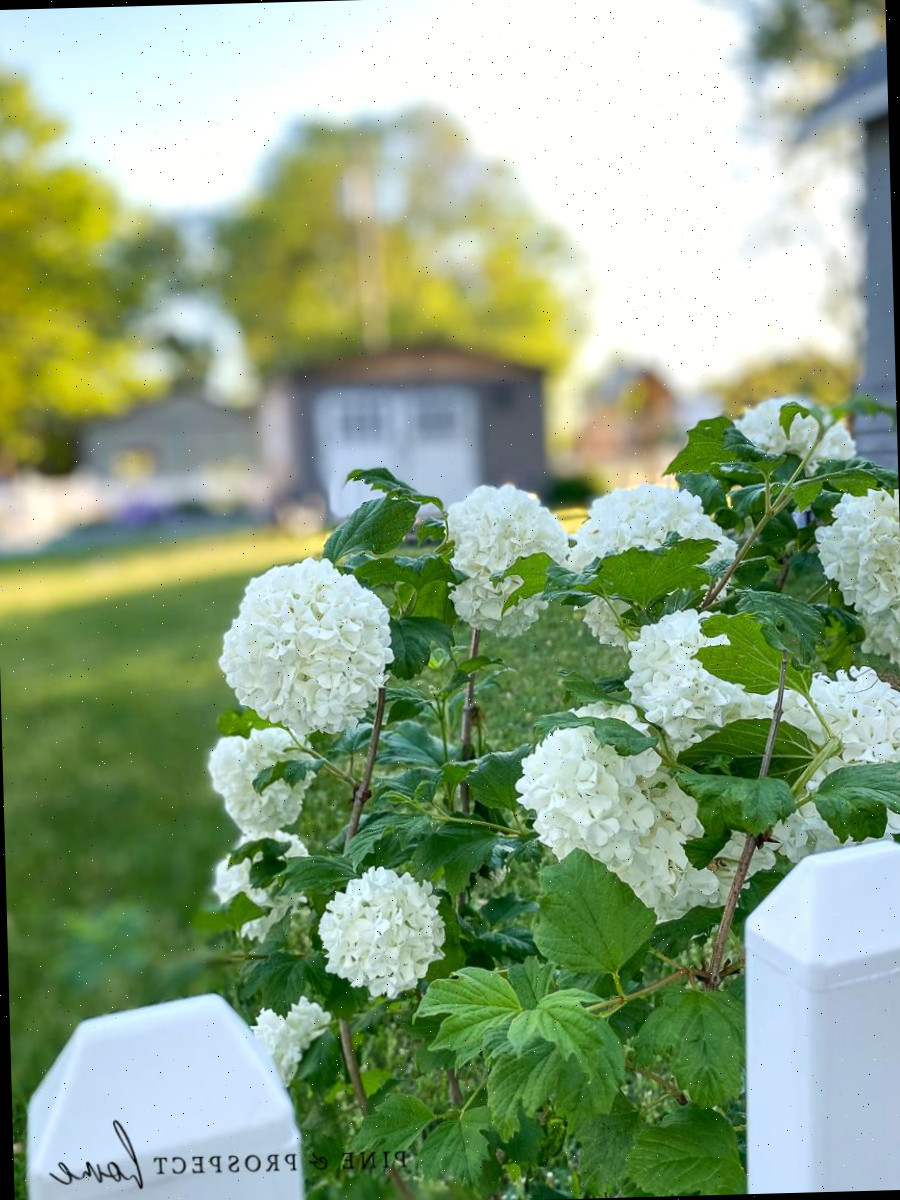 Plantas Trepadeiras Para Arbor Do Jardim: 4 Plantas Divertidas Para Um Jardim Estilo Cottage