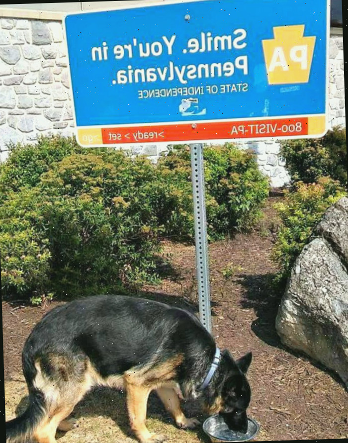 Não deixe de conferir áreas de descanso para proporcionar ao Fido uma pausa da viagem de carro.