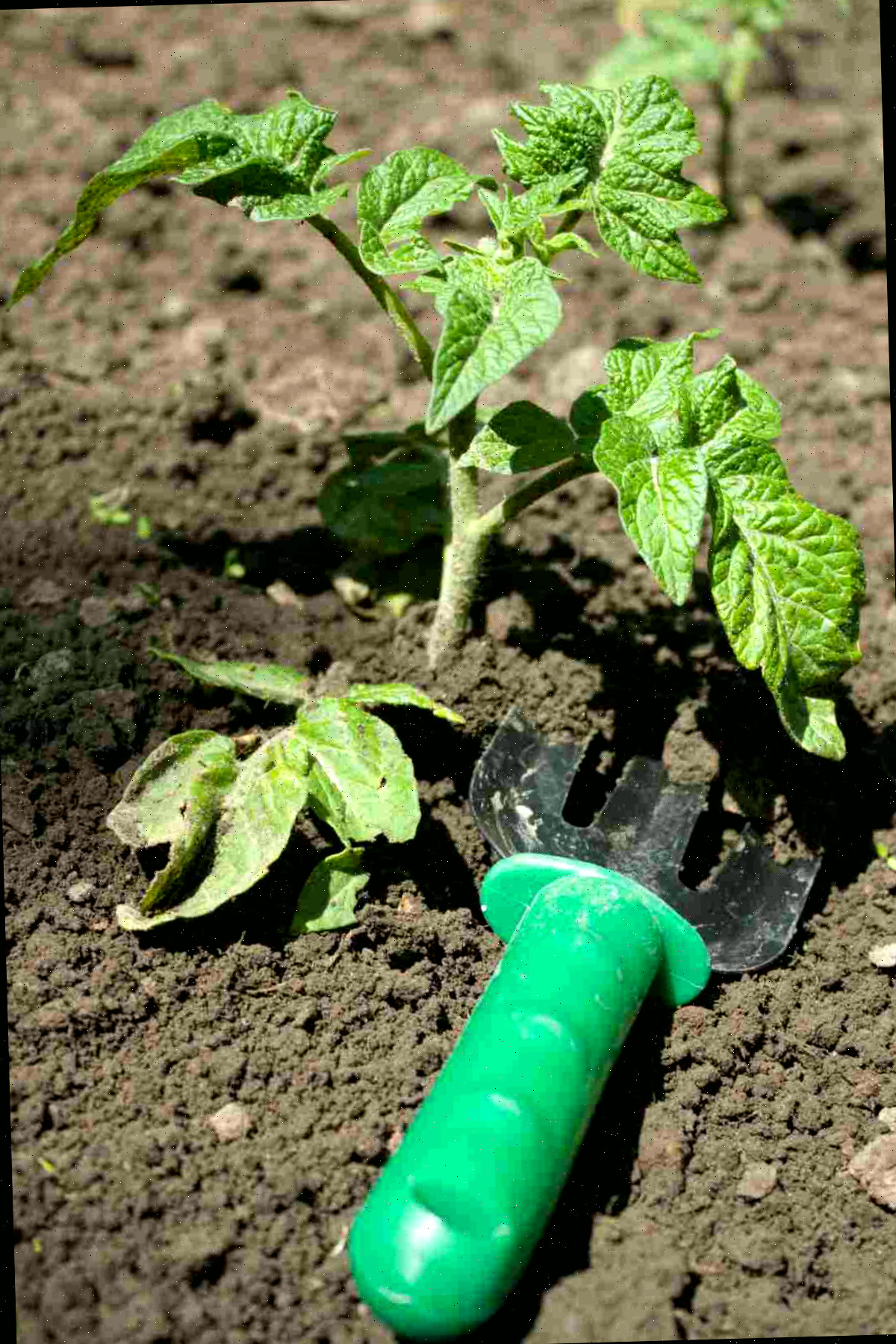 Cuidado ao fazer o transplante de tomates planta de tomate com pequena ferramenta manual.