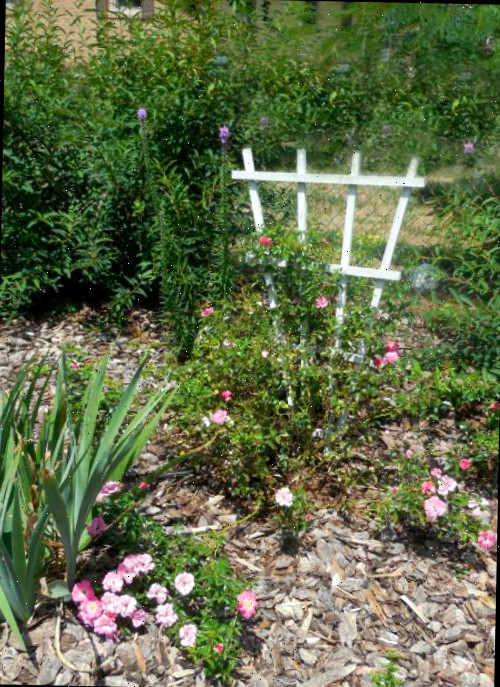 Uma treliça com uma rosa trepadeira enriquece um jardim campestre.