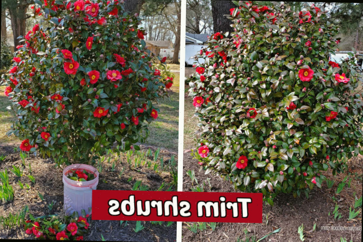 Imagens de antes e depois de um arbusto de camélia podado na primavera.