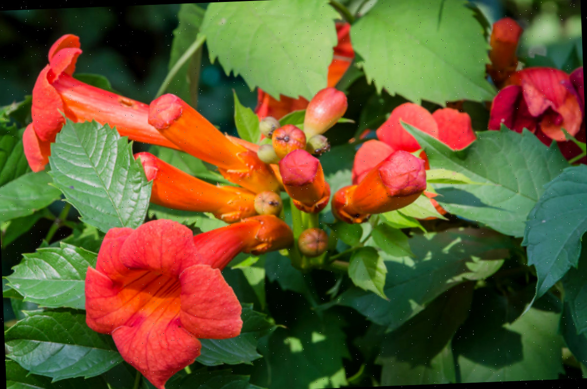 Flores alaranjadas da trepadeira de crescimento rápido.