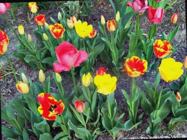 Exibição de bulbos de primavera
