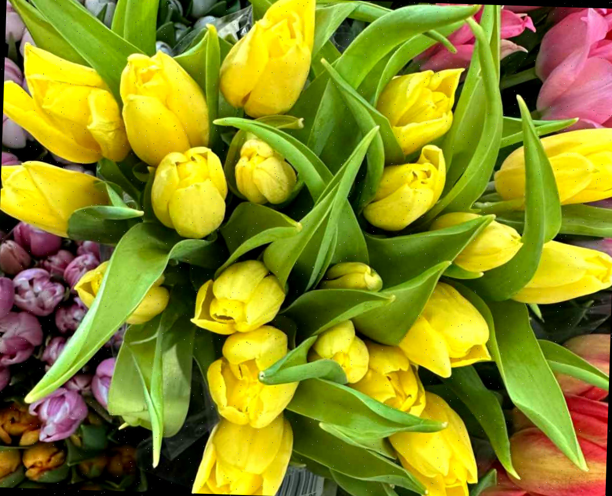 Tulipas amarelas com pétalas quase fechadas.