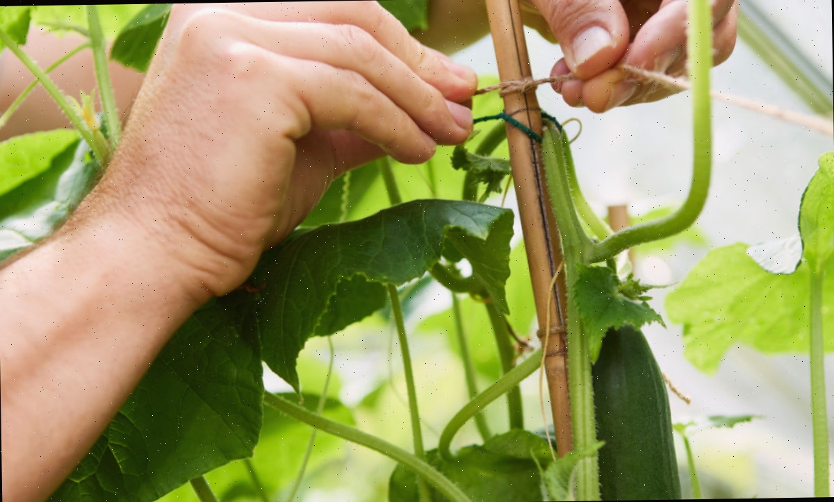 Mãos amarrando plantas de pepino a uma estaca.