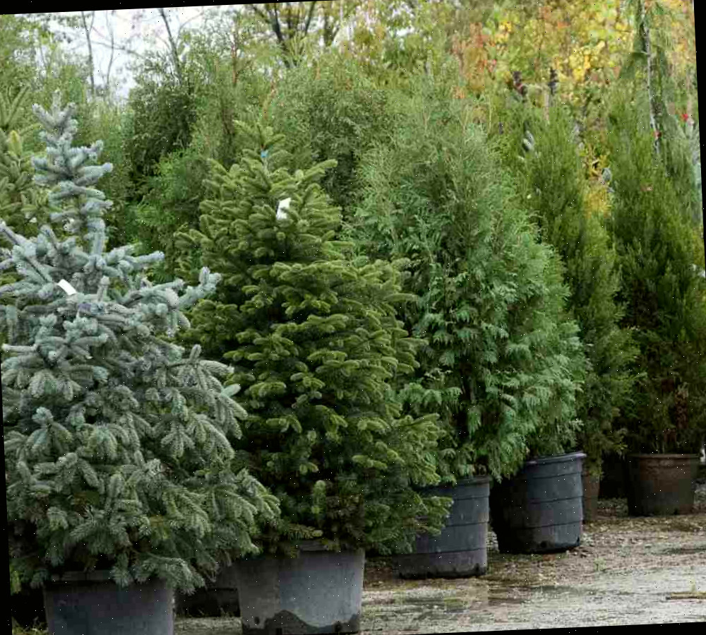 Fazenda de árvores de Natal com uma gama diversificada de árvores vivas