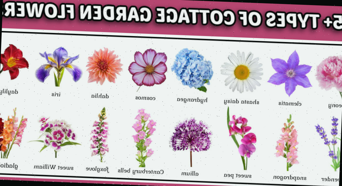Tipos de flores para jardim cottage com fotos e nomes das flores abaixo da imagem.