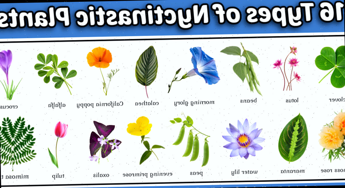 Imagens de 16 tipos de plantas nyctinásticas.