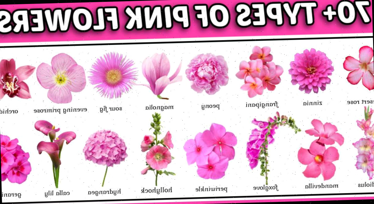 Uma sobreposição de texto na parte superior que diz 70+ tipos de flores cor-de-rosa com nomes, acima de 16 diferentes nomes de flores cor-de-rosa e imagens.