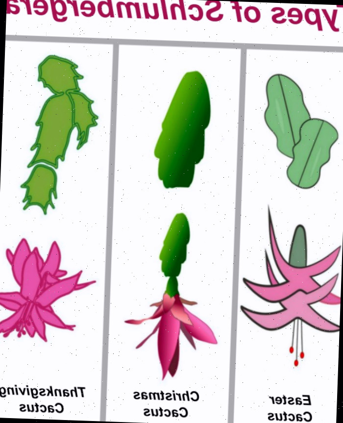 Tipos de Schlumbergera Três imagens de cactos festivos com folhas e flores, com palavras no topo dizendo tipos de schlumbergera.