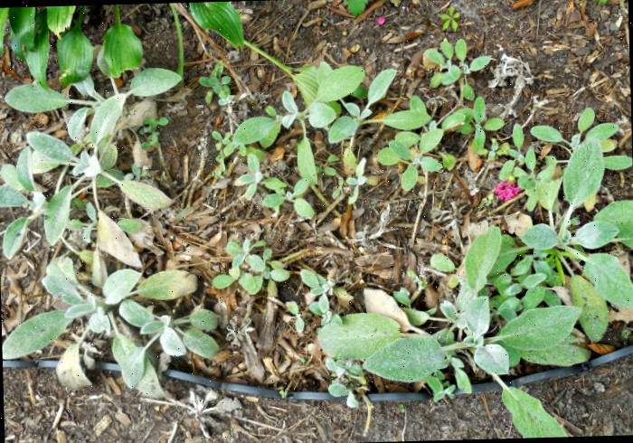 Área morta no centro de um aglomerado de plantas de orelha de cordeiro.