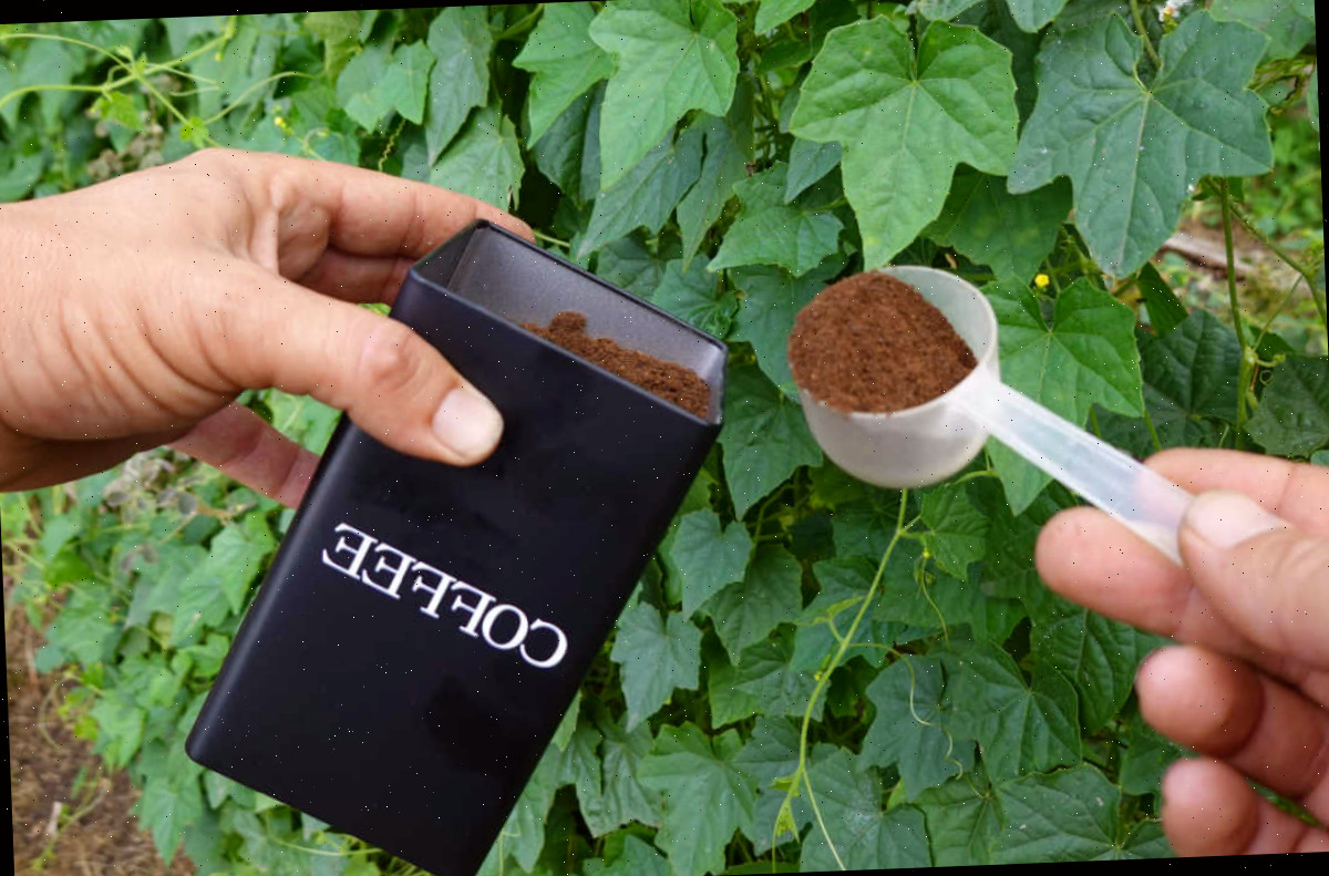 Duas mãos colocando borra de café para as plantas, atuando como um alimento vegetal natural feito em casa.
