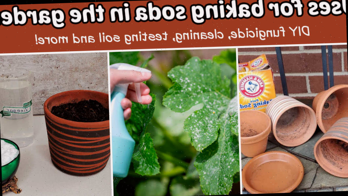 Aplicações do bicarbonato de sódio na horta, incluindo fungicida, limpa-vasos de barro e testador de solo.