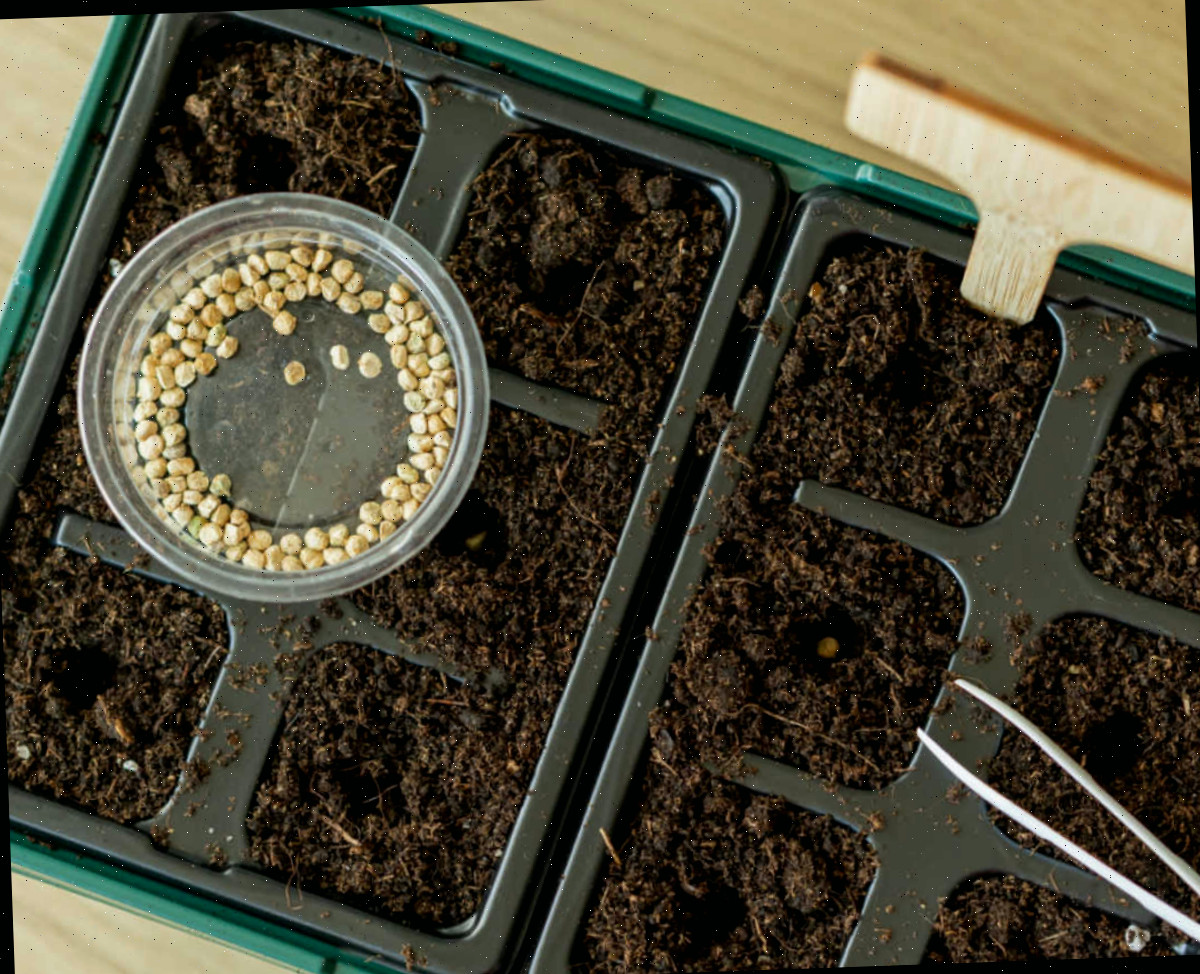 Uma bandeja com substrato para iniciar sementes, recipiente com sementes e pinças para plantar sementes na profundidade correta.