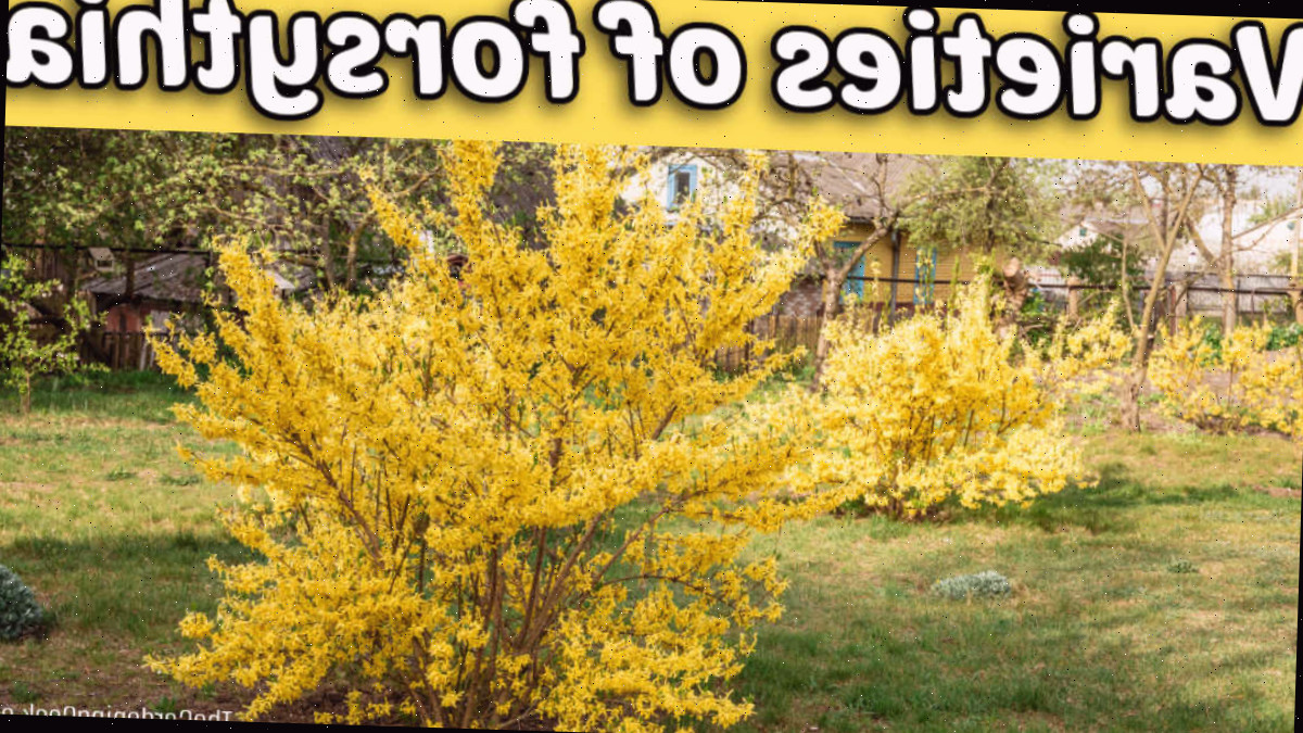 Arbustos de forsítia plantados em fila. Texto amarelo diz variedades de forsítia.