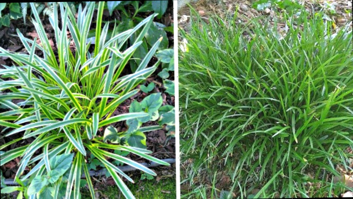 Touceiras de liriope muscari nas versões verde lisa e variegada em um jardim.