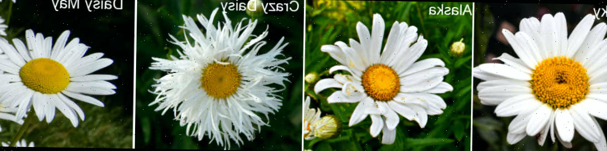 Variedades de margarida Shasta