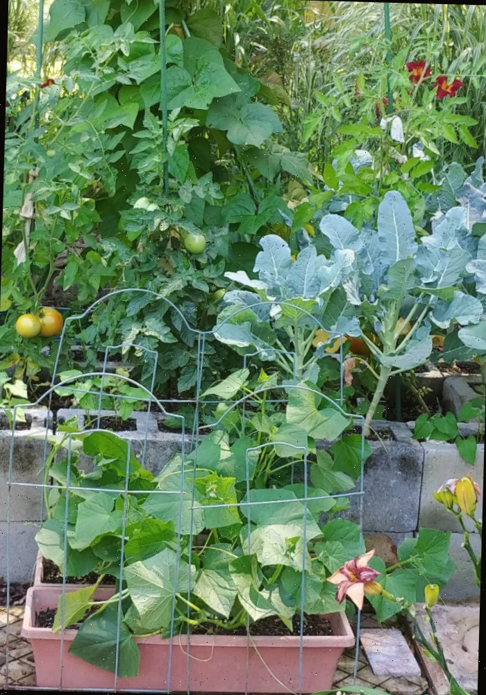 pepinos, brócolis e tomates em canteiros Jardim de vegetais em canteiros