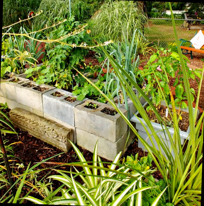 Jardim de vegetais elevado feito de blocos de cimento Canteiro de vegetais feito de blocos de concreto.
