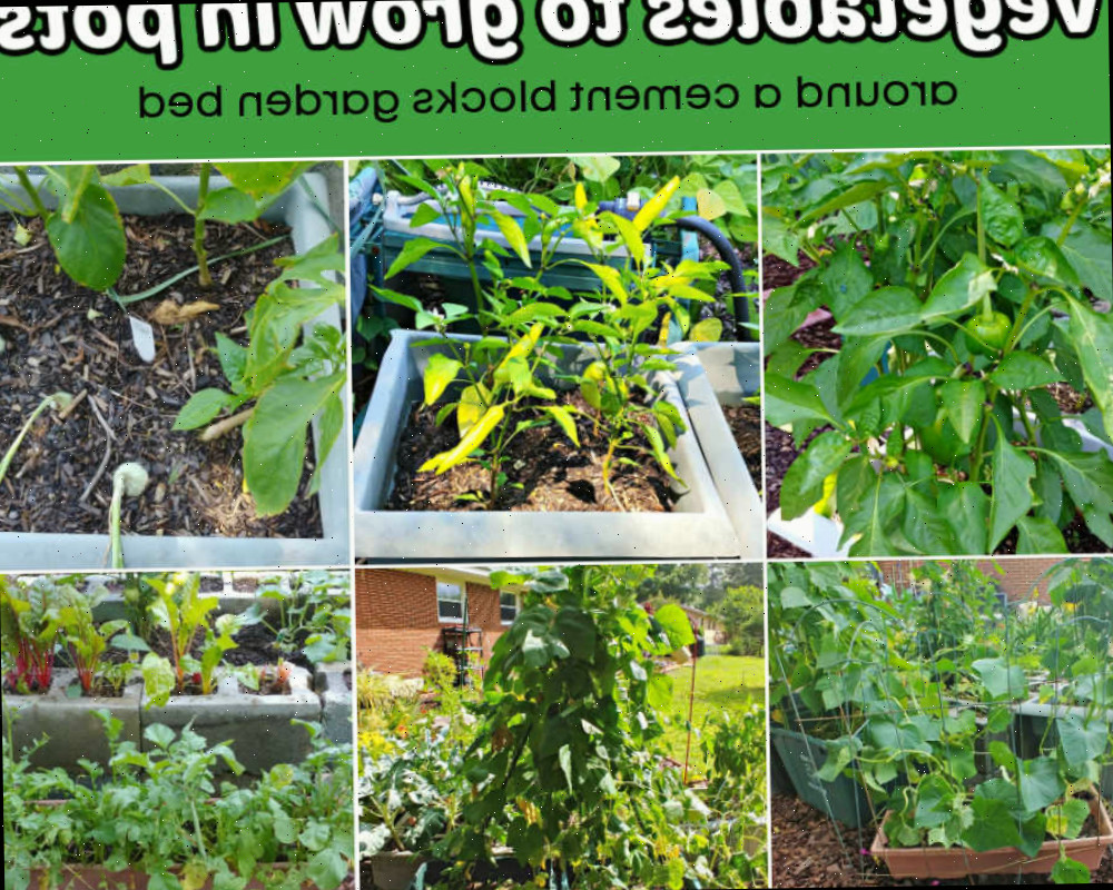 Vegetais para cultivar em vasos fora de uma cama de jardim de blocos de cimento incluem pimentões, pimentas, cebolas, feijões heirloom e rabanetes.