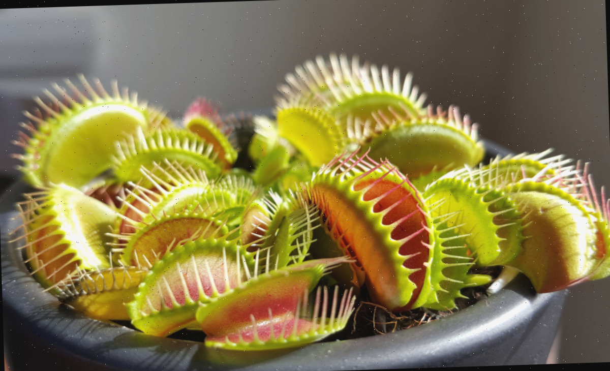 Venus flytrap aguardando insetos. Plantas de Venus fly trap em um vaso cinza.