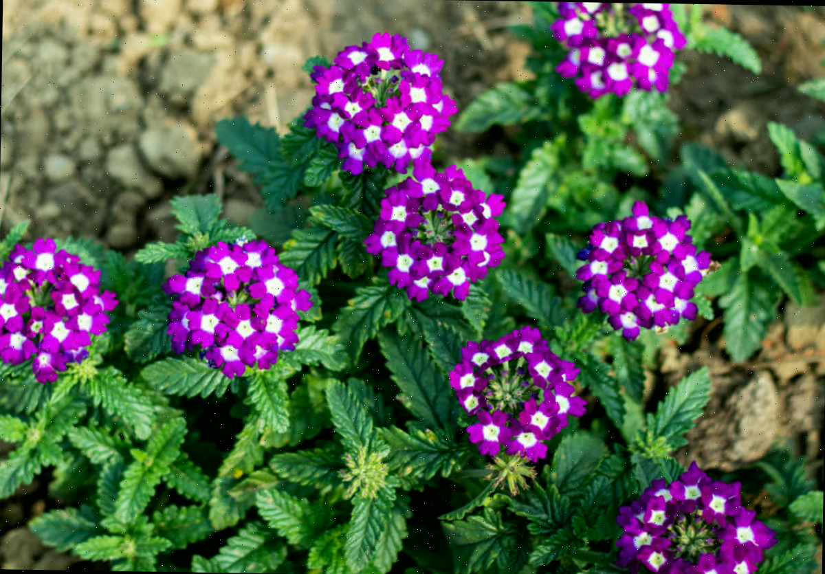 Pequenas flores roxas e brancas de verbena em solo argiloso.