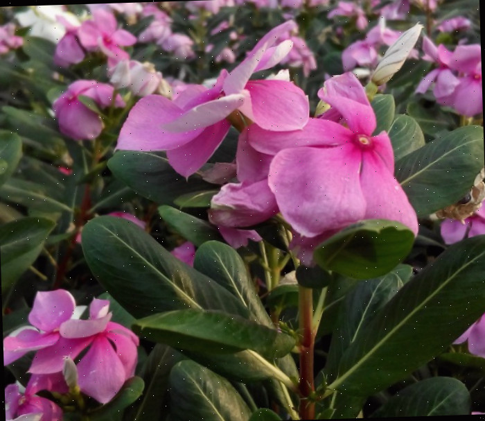 Planta de vinca Vinca não requer deadheading - close da planta.