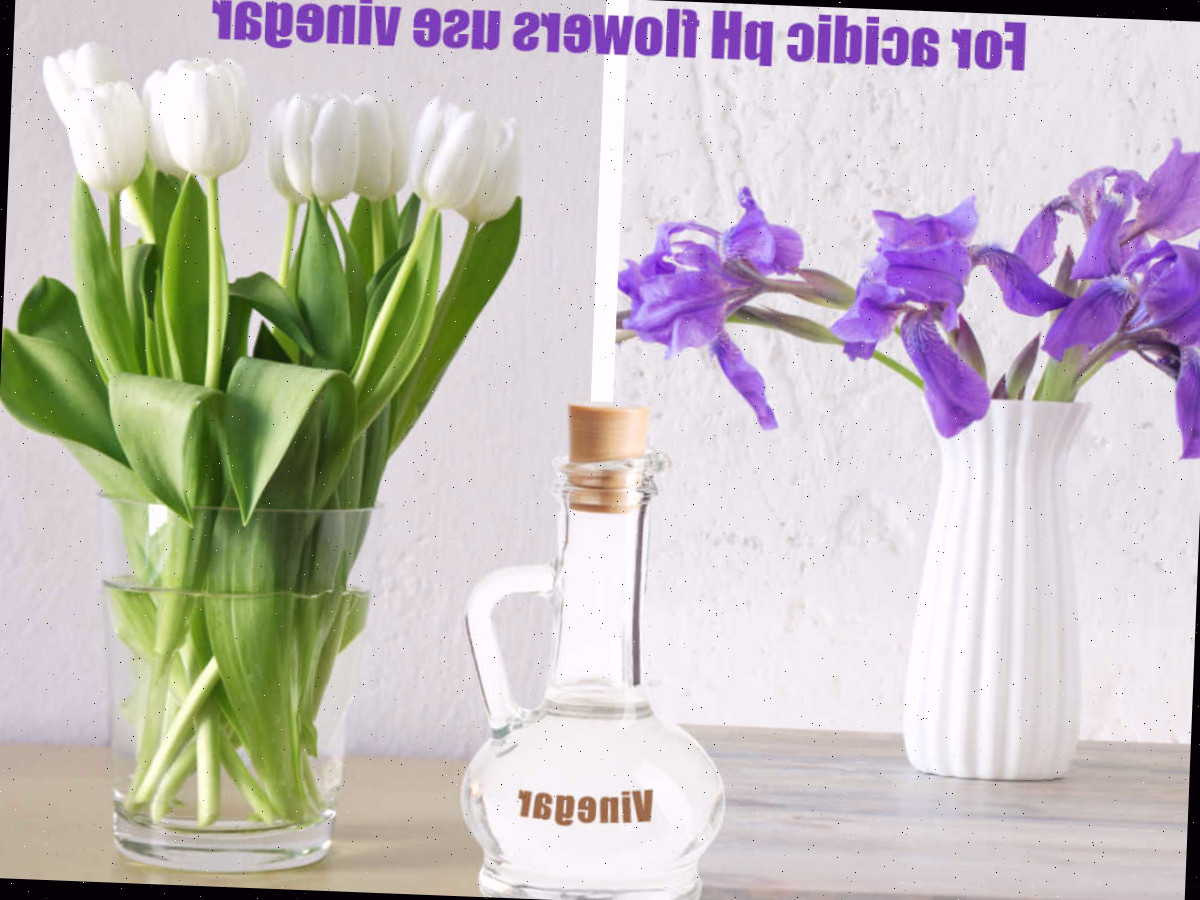 pH ácido faz flores durarem mais com vinagre Íris e tulipas em vasos com vinagre e palavras Para flores de pH ácido, use vinagre.
